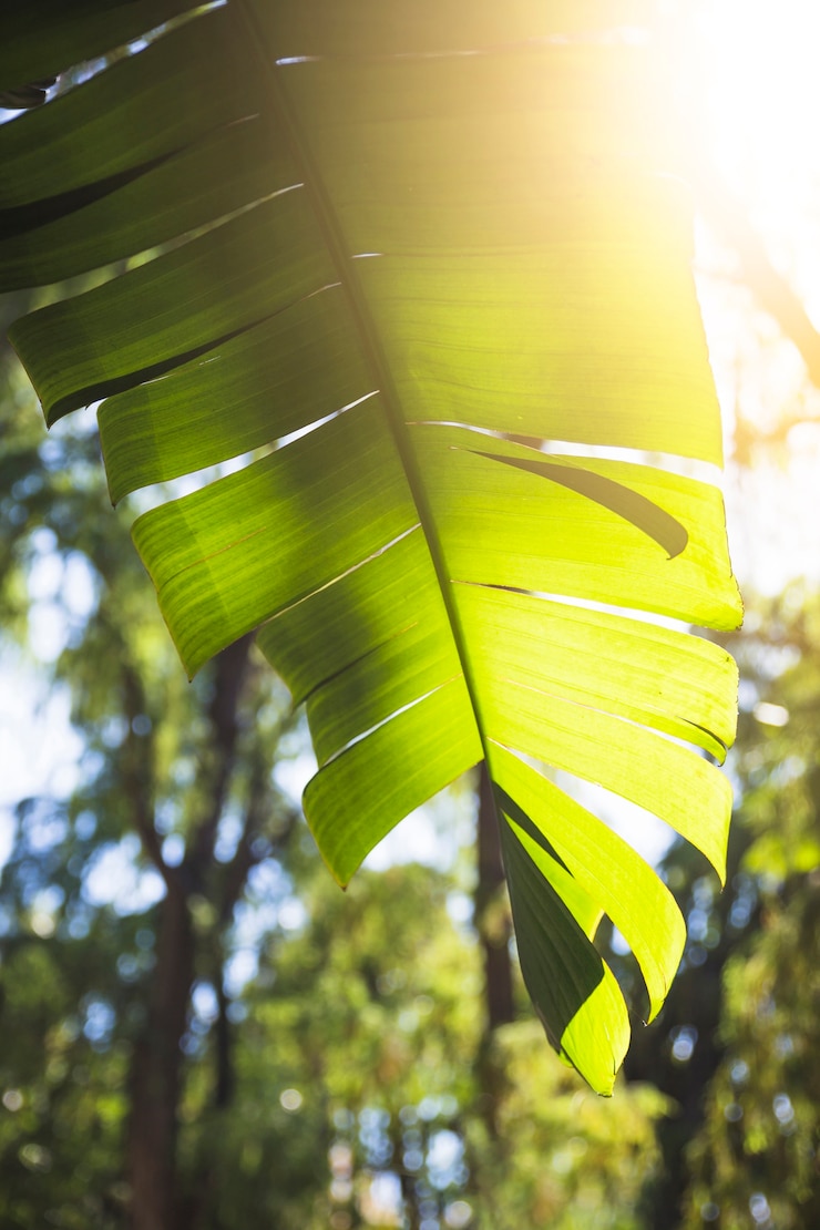 Foto grátis sol iluminação embora folha de planta
