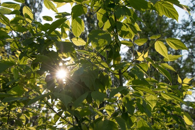 Raios De Sol | Vetores e Fotos | Baixar gratis