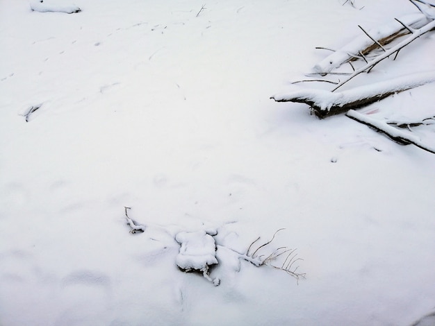 Solo coberto de galhos e neve sob a luz do sol em Larvik, na Noruega