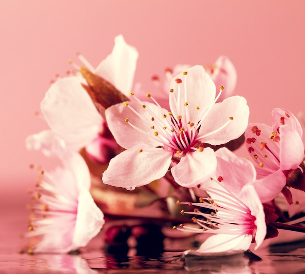 Spa concept nature. closeup of beautiful pink purple flowers on water com lugar para texto.