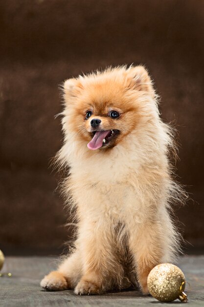 Spitz-cão posando