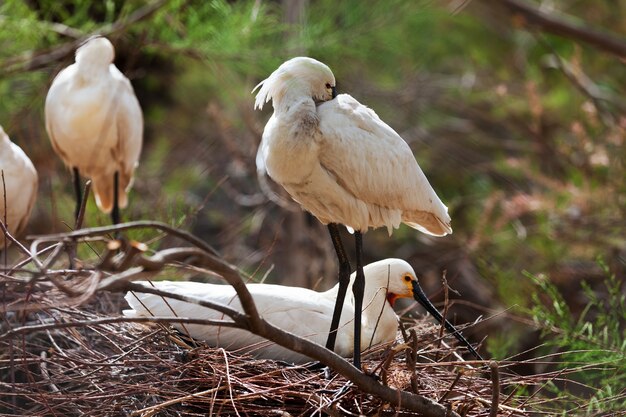 Spoonbill comum no ninho