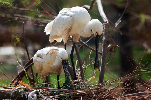 Spoonbill Eurasian