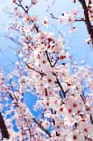 Foto grátis spring blooming