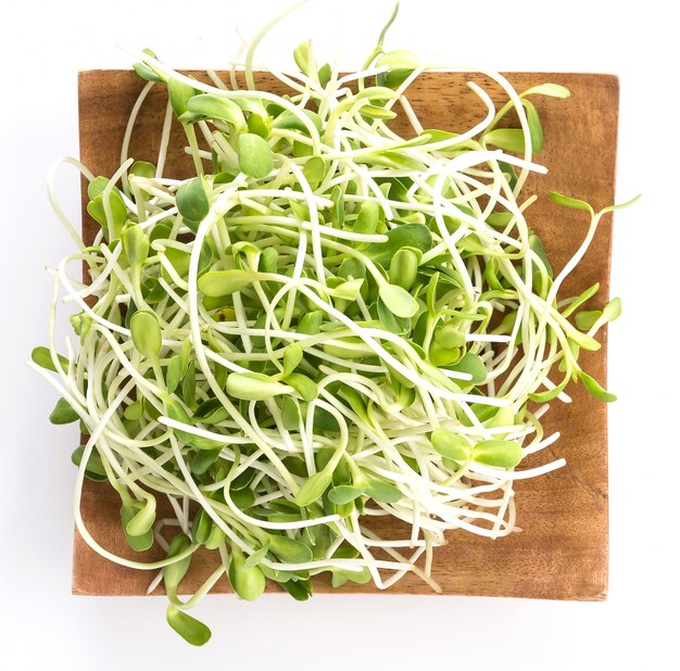 Sprouts do girassol
