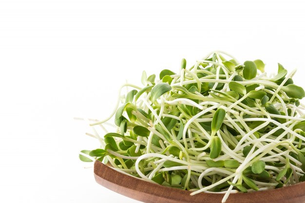 Sprouts do girassol