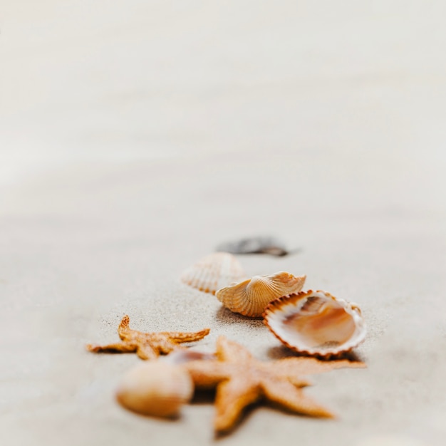 Starfish e conchas na areia