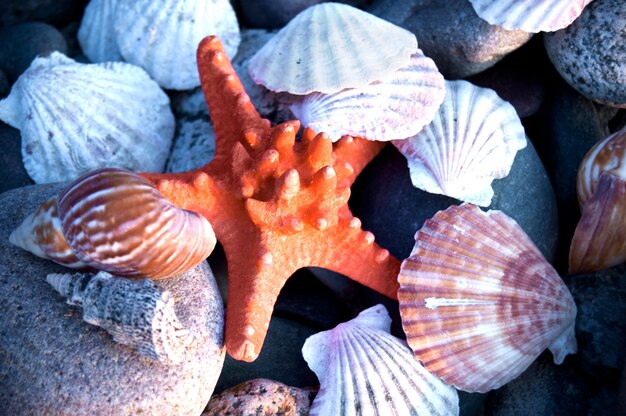Starfish entre conchas