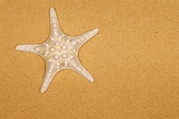 Starfish na areia