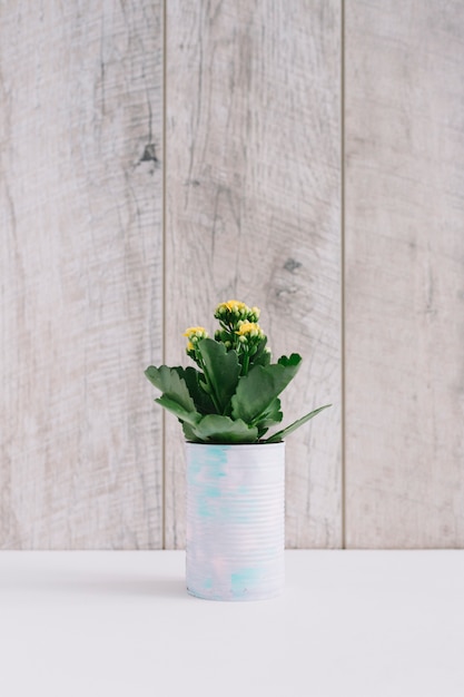 Suculenta planta com flores amarelas plantadas em lata