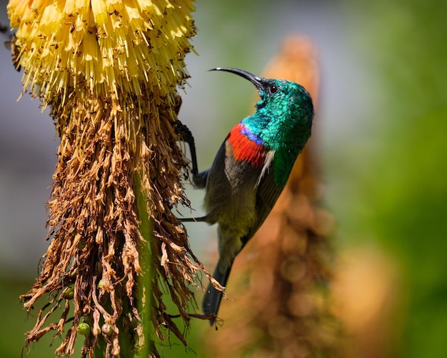 Sunbird de colarinho duplo do sul alimentando-se de flor de pôquer quente vermelha