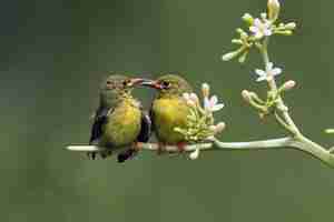 Foto grátis sunbirds olivebacked alimentando a criança