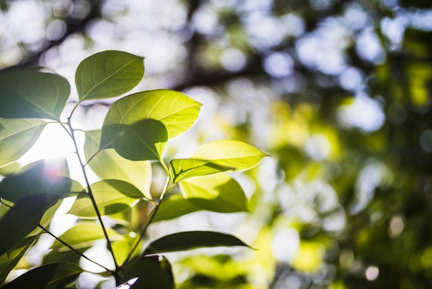 Sunflare em folhas verdes na natureza