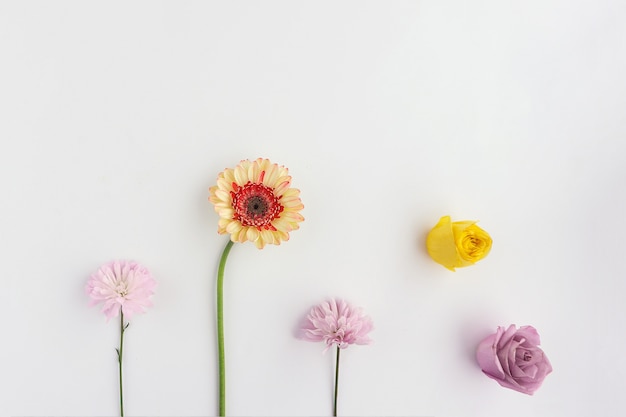 superfície branca com cinco flores diferentes