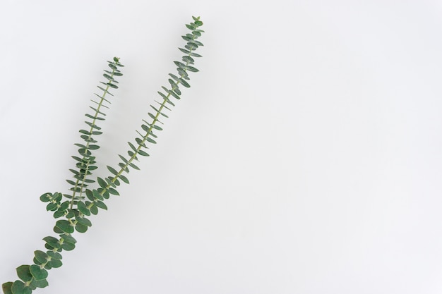 superfície branca com planta verde