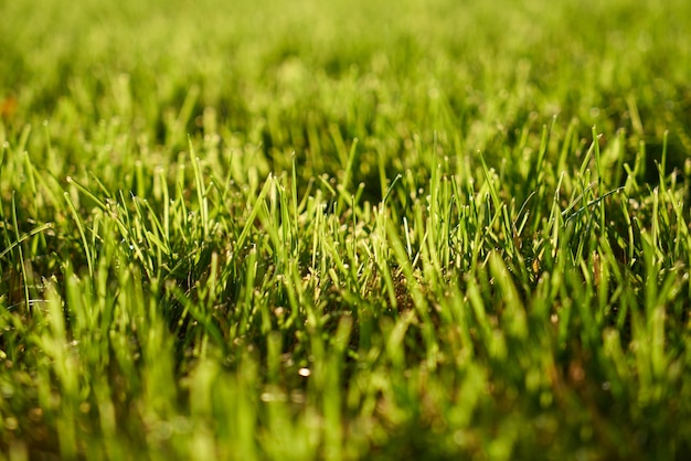superfície de grama verde