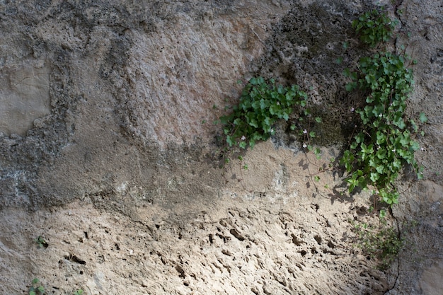 Superfície de pedra áspera com vegetação