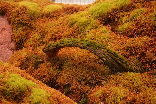 Foto grátis superfície verde coberta de musgo em um jardim de flores