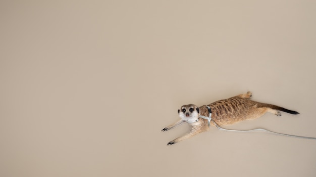 Foto grátis suricato fofo com coleira em estúdio