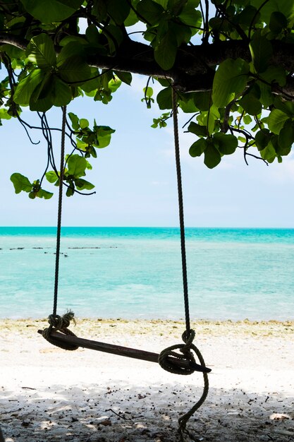 Swing pendurar em uma árvore ao lado da praia
