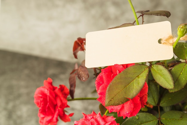 Foto grátis tag em branco sobre a flor rosa