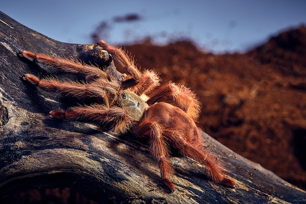 Foto grátis tarantula tapinauchenius gigas