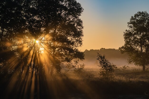 Tarde misteriosa na floresta nebulosa