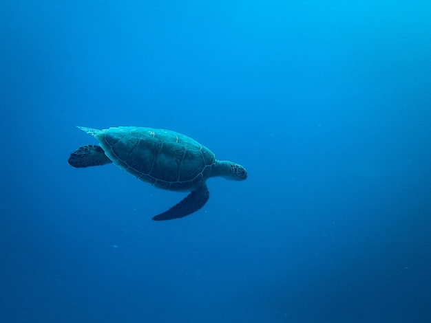 Tartaruga nadando no fundo do mar