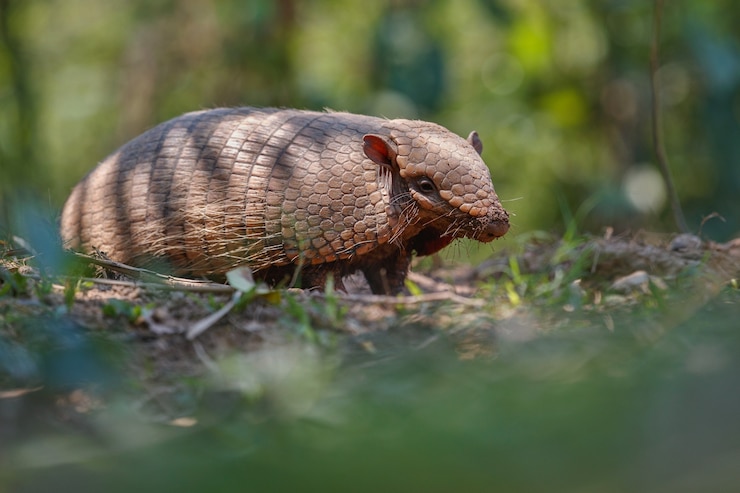 Foto grátis tatu no habitat natural da floresta brasileira
