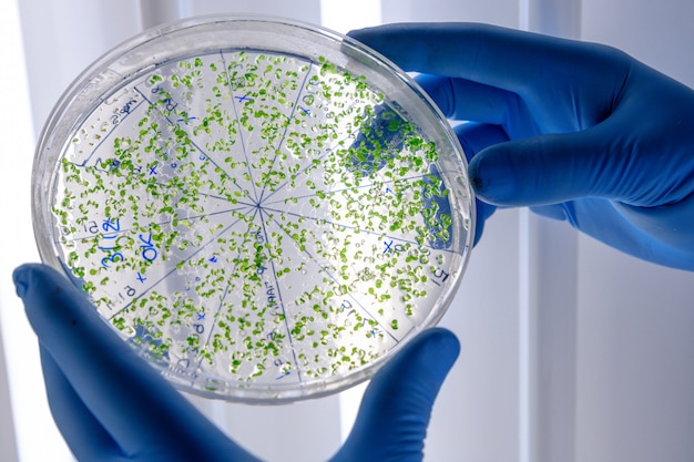 Técnico de laboratório que examina uma substância verde em uma placa de Petri enquanto conduz pesquisas de coronavírus