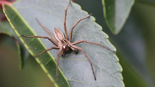 Foto grátis teia de aranha de berçário (pisaura mirabilis, masculino)