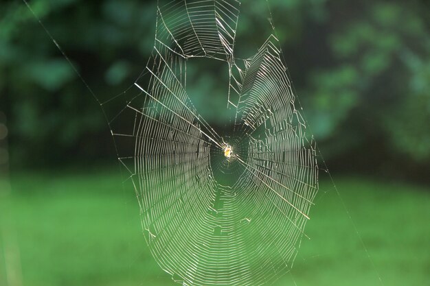 Teia de aranha na natureza