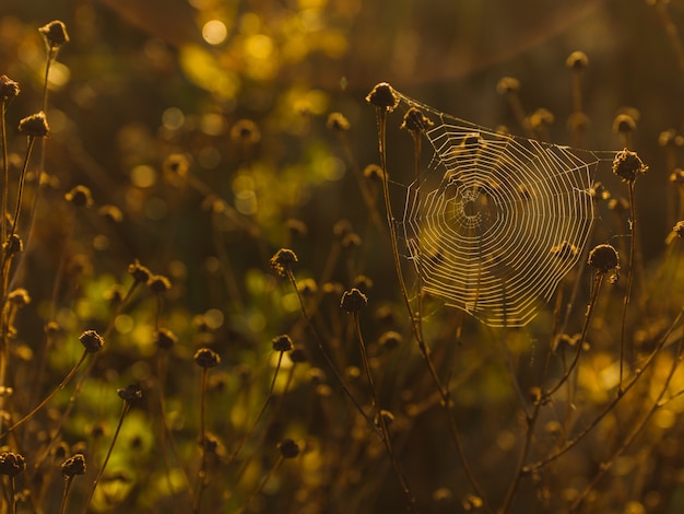 teia de aranha nas plantas com fundo desfocado