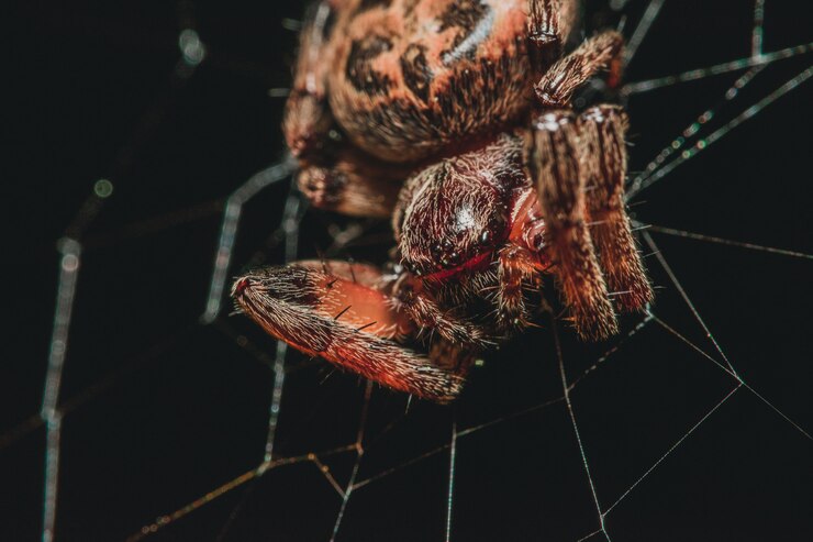 Foto grátis teia de aranha