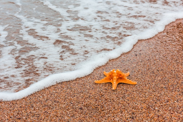 Tema de verão de estrela do mar na costa do mar