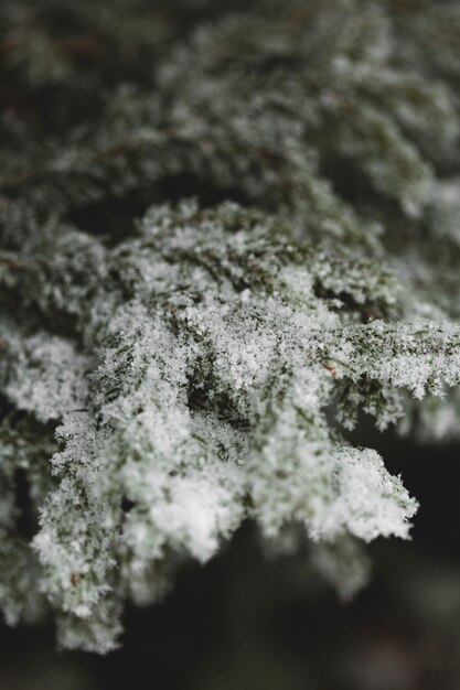Temporada de inverno com folhas nevadas