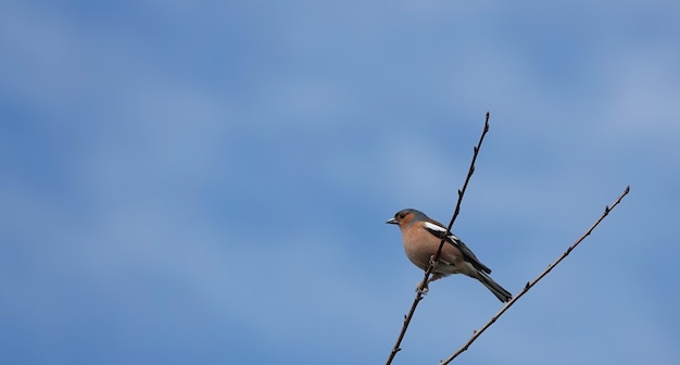 Tentilhão macho sentado em um galho fino sob um céu azul claro