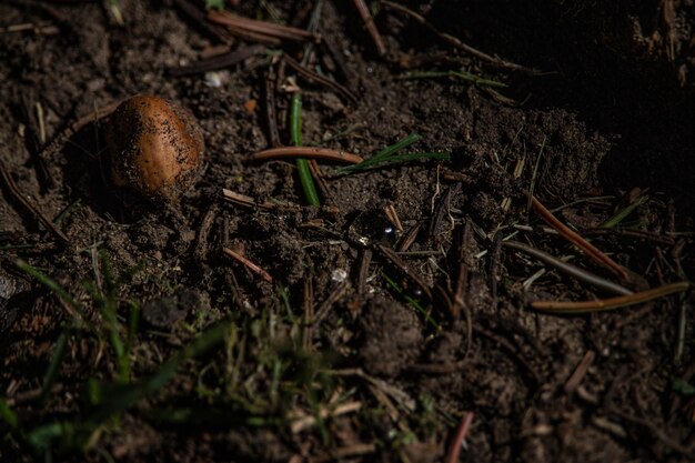 Terreno lamacento com grama seca e avelã em uma floresta