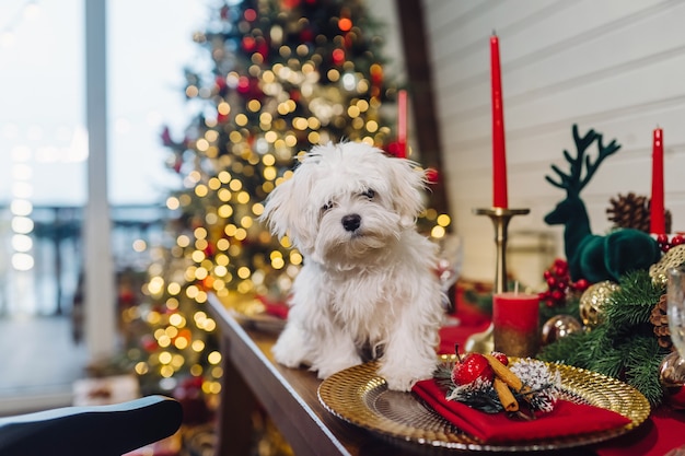 Terrier branco pequeno em uma mesa decorativa de natal