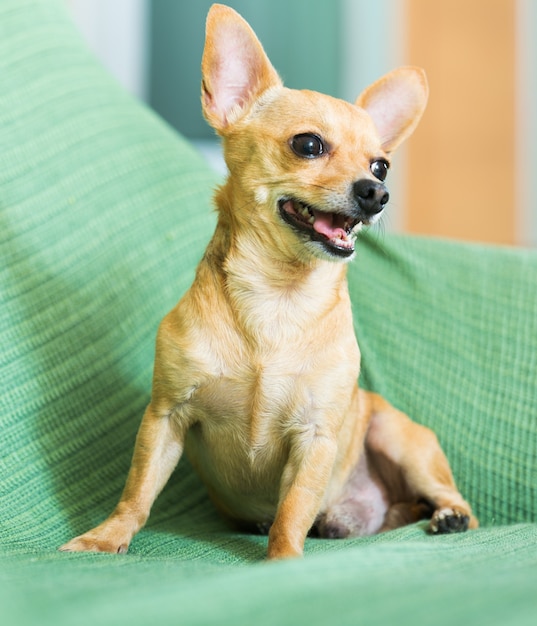 Terrier de brinquedo russo