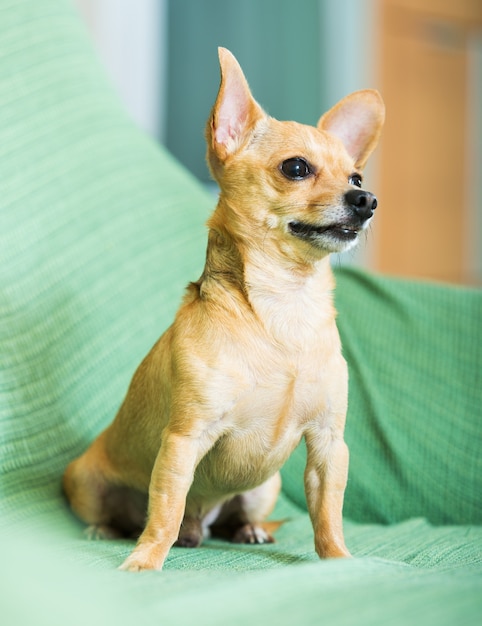 Terrier de brinquedo russo