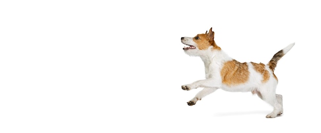 Terrier de cachorro fofo e brincalhão correndo posando em movimento isolado sobre fundo de estúdio branco Conceito de animais de estimação amam a vida animal