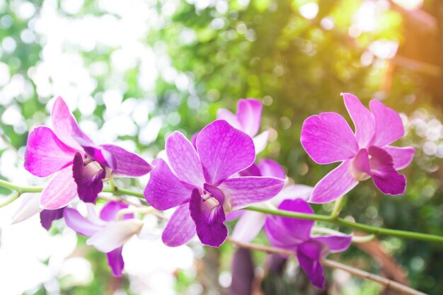 Teste padrão de cópia de flor próxima tropical