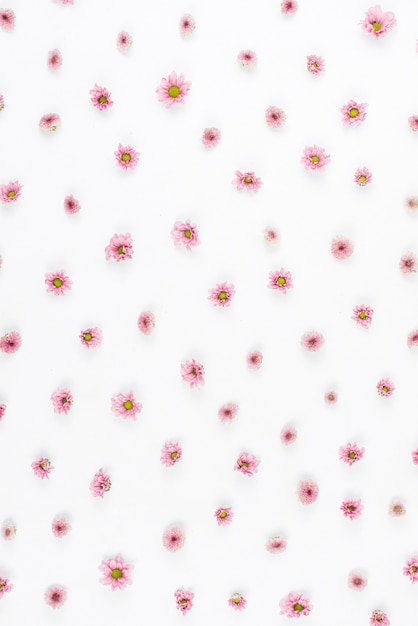 Foto grátis teste padrão de flor rosa em pano de fundo branco