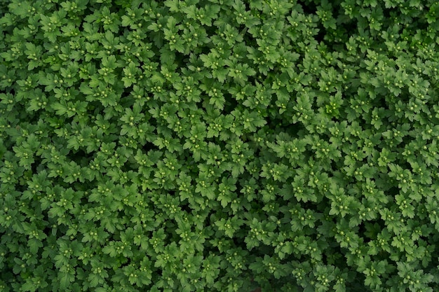 Textura abstrata de crisântemo verde fresco