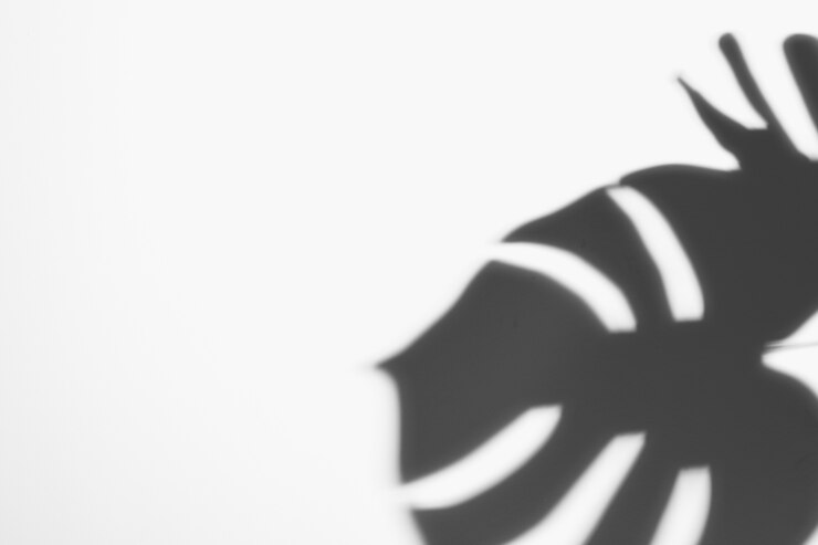 Foto grátis textura abstrata do fundo da folha das sombras no contexto branco