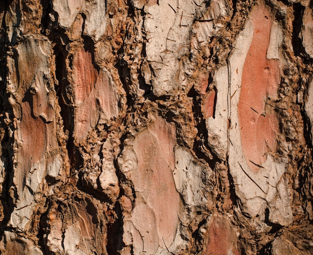 Textura áspera da casca