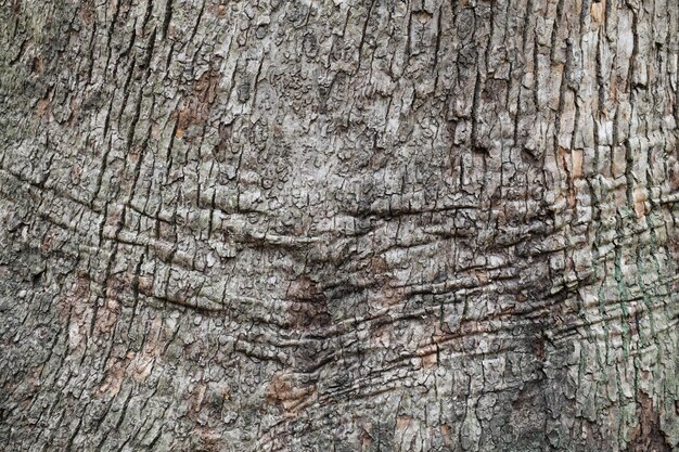 Textura da casca de árvore