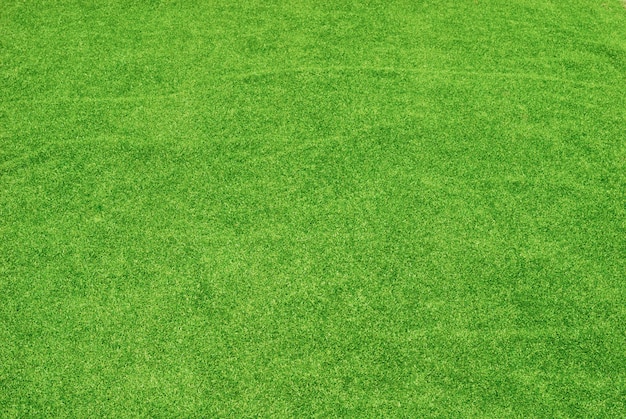 Textura da grama verde