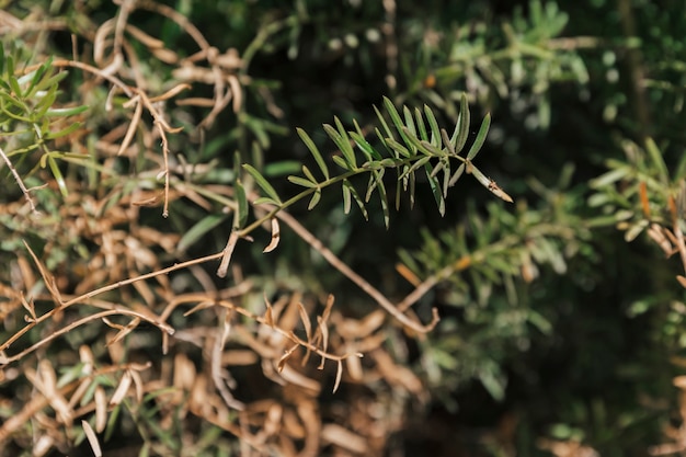 Textura da vegetação natural